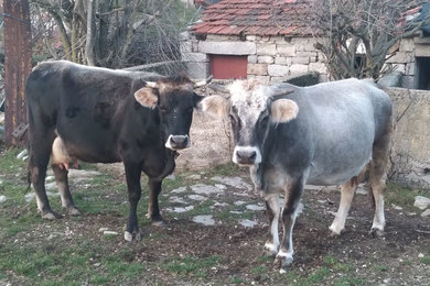 Naučnici IGR rade na zaštiti gatačkog goveda 