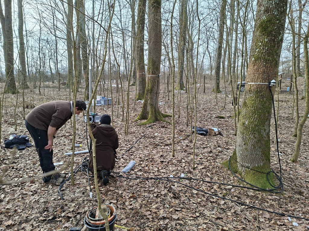 Dendrometers positioned in this region for the first...